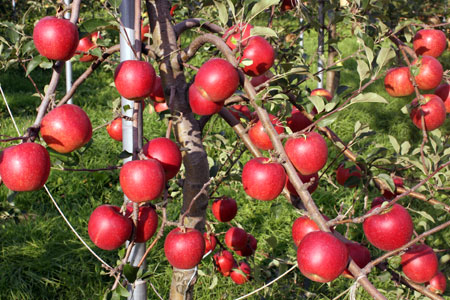 りんご生産通販産直:りんごのふるさと青森からおいしいりんごを産地直送しています。おいしいりんごを産地直送（りんご）しています。味わいたくさんのりんご達