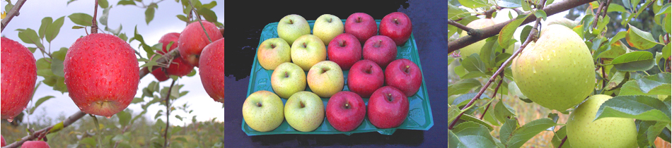 大川りんご園のりんごメニュー、りんごの見出し大川りんご園提供りんごのデータベース、りんごのふるさと青森からおいしいりんごを産地直送しています。格安りんごの産直を堪能してください。大川りんご園提供りんごのふるさと、りんごのふるさと長峰からおいしいりんごを産地直送しています。激安りんごの産直を味わってしてください。りんごのデータベース、りんごのふるさと大鰐から絶品のりんごを産地直送しています。割安りんごの産直を味わっててください。大川りんご園のりんごの味、りんごの大川りんご園からおいしいりんごを産地直送（りんご）しています。激安りんごの産直を味わってしてください。味わいたくさんのりんご達
